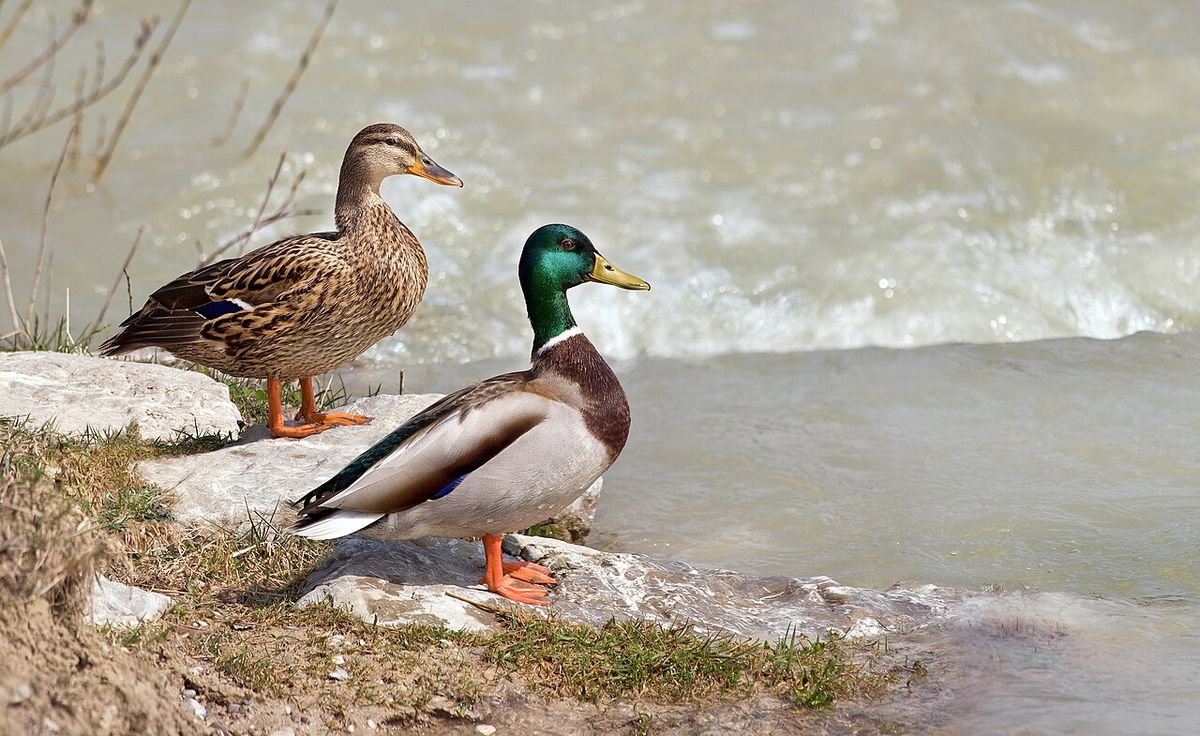 Mallard duck