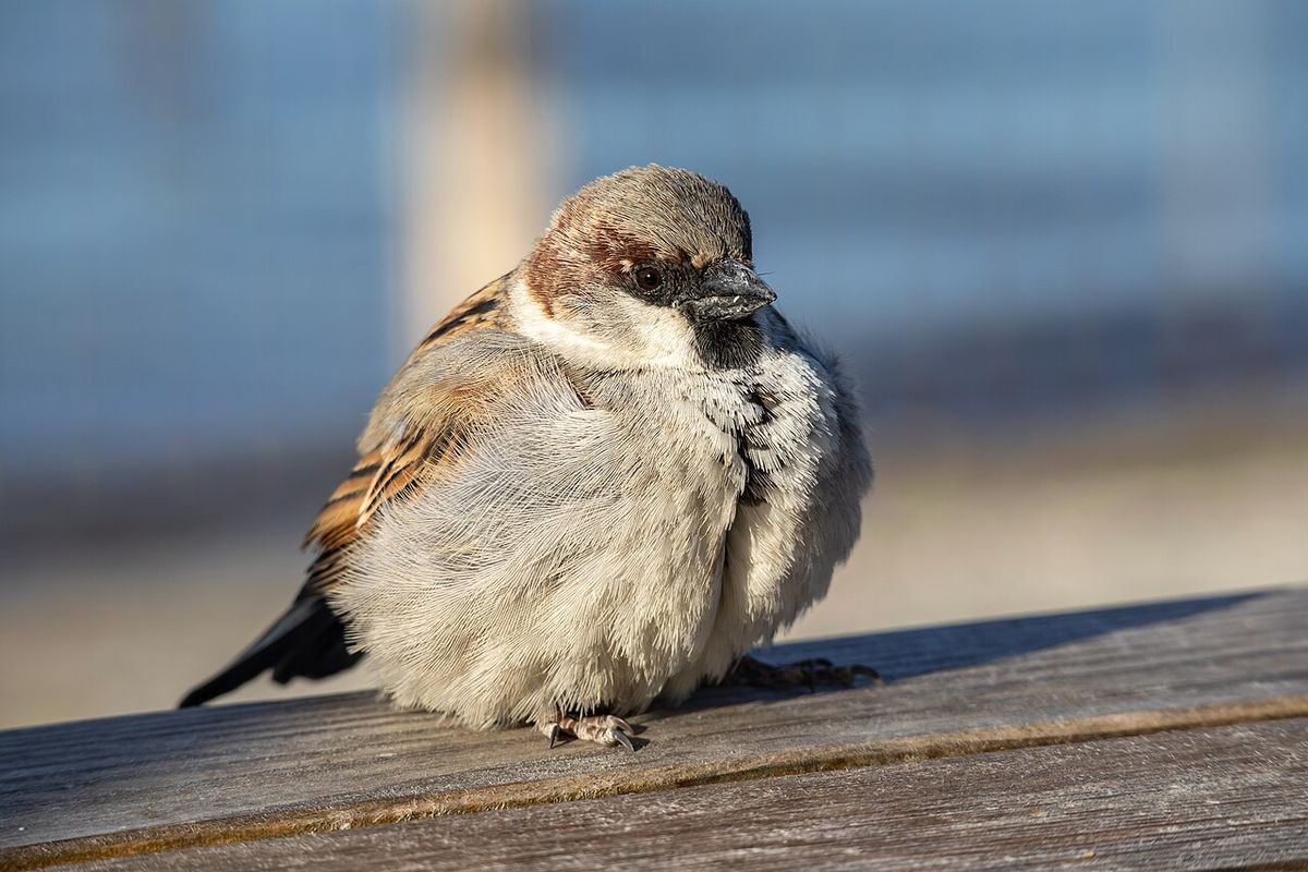 House Sparrow